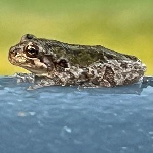 Meet your Posher, Anne